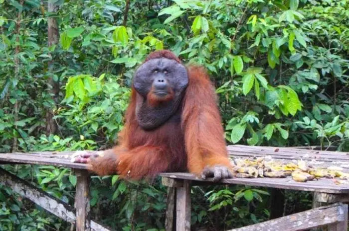 Tanjung Puting National Park, the Most Popular Ecotourism Destination in Central Kalimantan